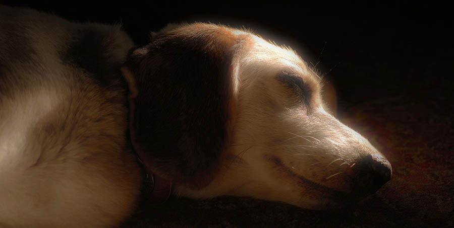 mabel_diffused3.jpg